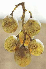 araña amarilla (tetranychus urticae)