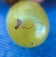 mosca de la fruta (ceratitis capitata)