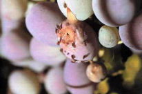 mosca del vinagre (drosophila melanogaster meigen)