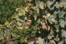 mosquito verde (empoasca lybica de berg)