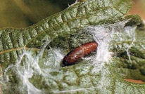 piral (sparganothis pilleriana schiff)