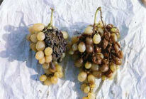 podredumbre acida (acetobacter sp., kloeckera apiculata, sacharomycopsis vini)