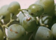 polilla del racimo (lobesia botrana)