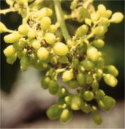 pulgón del algodonero (aphis gossypii glover)