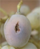 trips de las flores (frankliniella occidentalis pergande)