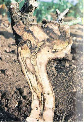 yesca (stereum hirsutum persoon - phellinus igniarius fr.)